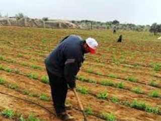 الكبار يستولون على أراضى الخريجين بكفر الشيخ