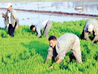 إنشاء منطقة تجارة حرة بين مصر ودول عربية واوروبية