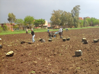 مزارعو البطاطس يصرخون من  احتكار التقاوى