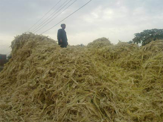 مصنع العسل «أسود» على المنياوية