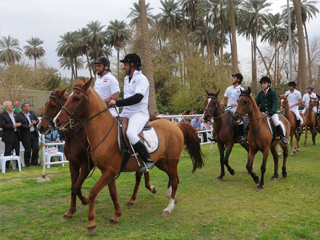 البرعى يتألق فى الدورى العربى للفرسان