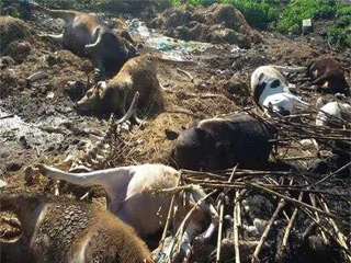 الحمى القلاعية تجبر  «منية السعيد» على غلق سوق المواشى