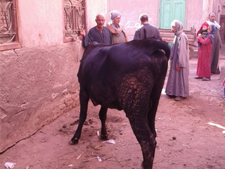 بالصور الحمى القلاعيــة تهدد المــاشية