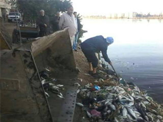 انتشال 8 أطنان أسماك نافقة من نيل المحمودية