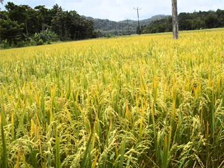 المالية تواصل التطبيق الخاطئ لضريبة الأطيان الزراعية