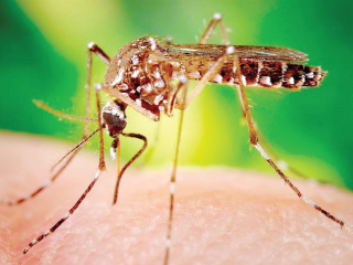 البعوضة تحارب البعوضة