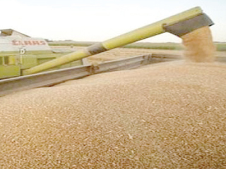 مصادر: مهندسة تكتشف الارجوت المسبب للسرطان بشحنة القمح المستورد