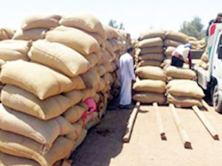 انفراد.. تقرير لجنة «خبراء القمح» بالزراعة يرفض  استيراد شحنات مصابة بالـ«الأرجوت»