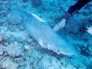 «هيبكا» تبحث عن صيادى القروش بالبحر الأحمر