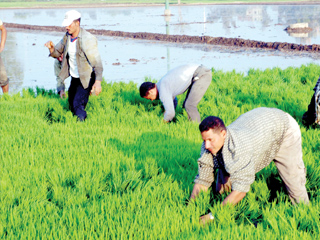 الحكومة تتراجع عن وعودها للفلاحين وتقرر تحصيل 1800 جنيه غرامة على مخالفات الأرز
