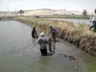 الثروة السمكية انهارت فى بنى سويف.. والمسئولون آخر من يعلم