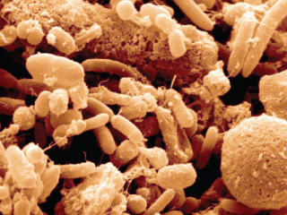 أقراص من بكتيريا الأمعاء لعلاج الأمراض العقلية