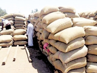 «الزراعة» تخاطب التموين لاستلام القمح طبقاً لكشوف الحصر وليس الحيازة