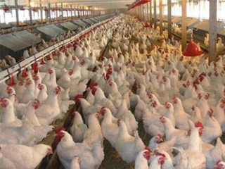 إضافات أعلاف «بير السلم» تهدد الثروة الداجنة