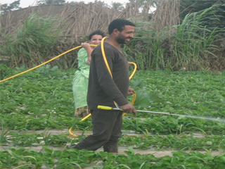 التهريب تراجع 50 % ونتعاون مع «باير وباسف وسينجنتا» لتدريب الكوادر