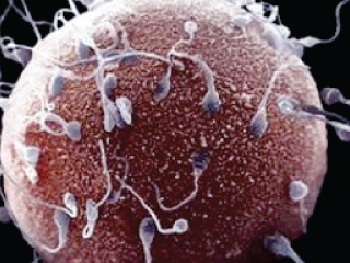 علماء ينجحون فى إنتاج سائل منوى من خلايا الجلد