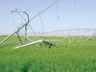 الرى: تجربة لزراعة الأرز بـ«التكثيف» فى 100 فدان بالبحيرة