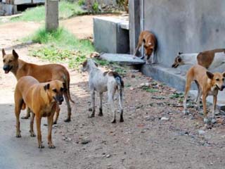 الكلاب الضالة تتوحش فى السويس