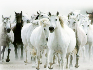 300 مليون دولار تجارة الخيول على مستوى الوطن العربى