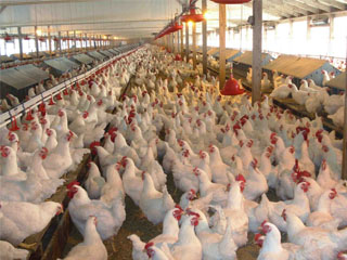 بيان للحكومة «لانهيار الثروة الداجنة»