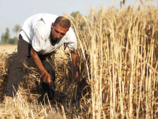 لأول مرة.. 5 ملايين طن قمح فى مخازن الحكومة بزيادة 25 % عن المستهدف