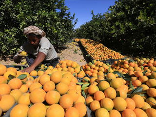 6 مليارات جنيه إجمالى صادراتنا من البرتقال والعنب والفراولة فى 8 أشهر