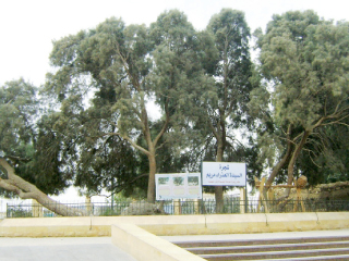 البهنسا.. أرض مباركة تحتضن صحابة الرسول «ﷺ»  وشجرة مريم فى ساحة مسجد«الجمام»