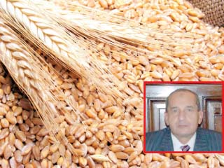 ننفرد بنشر قرار السماح باستيراد قمح مصاب بـ«الارجوت»