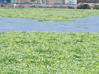 بالأمر المباشر.. الرى تدفع بأسطول  من 20 حفارًا لمكافحة عودة ورد النيل