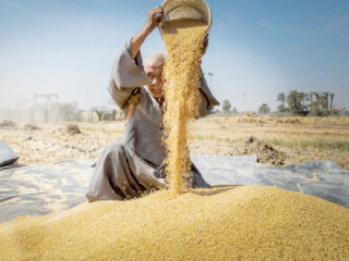 وزير الزراعة الأسبق: قرار السماح باستيراد قمح به أرجوت مخالف للقانون