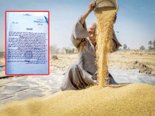 بالمستندات : نيابة الأموال العامة حظرت استيراد قمح مصاب «بالأرجوت».. وفايد خالف قراراتها