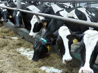 رفع الدعم عن العلف يهدد بإنهاء مشروع البتلو بسوهاج