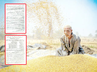 بالمستندات: أساتذة أمراض النبات بالبحوث الزراعية رفضوا  بالإجماع السماح باستيراد قمح مصاب بـ«الأرجوت»