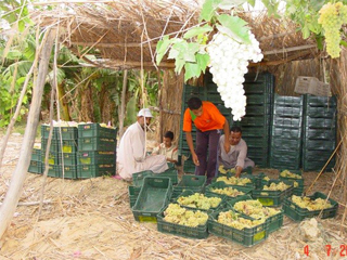 العنب بالمنيا.. اقترب الحصاد وازدادت الخسائر