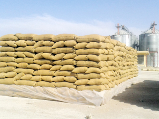 الوزراء: لم تدخل مصر أى حبة قمح مسرطنة