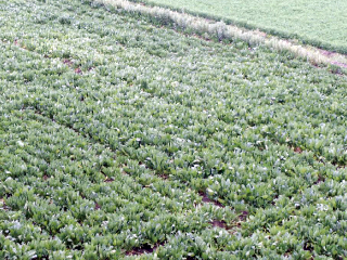 فايد: تكليف خبراء بـ«الزراعة» للسفر لـ3 دول أوروبية لنقل خبراتها فى ترشيد مياه الرى