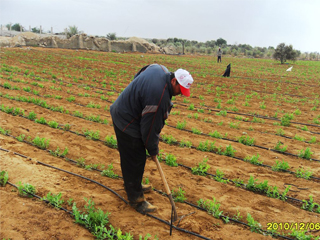 «المراشدة».. أولى ضحايا أخطاء الحكومة فى مشروع المليون ونصف فدان
