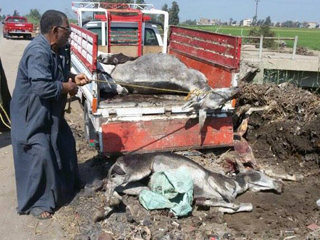 ضبط حمير «حية ومذبوحة» داخل سيارة