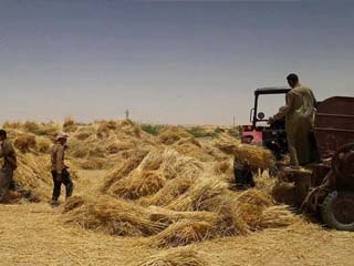 «ماكينات القمح» تحصد أرواح الأبرياء