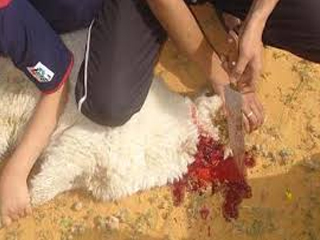 «الإرهاب» لم يمنع «السيناوية» من عادات وتقاليد «رمضان»