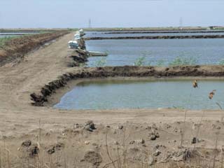 بدء حملات إزالة 16 ألف فدان مزارع سمكية يستولى أصحابها على مياه مشروع تنمية شمال سيناء
