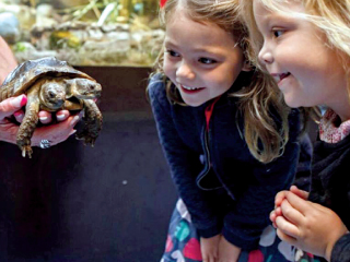 سلحفاة برأسين تطفئ شمعة ميلادها العشرين فى جنيف