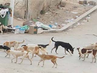 الكلاب الضالة.. أزمة X قلب الإسكندرية