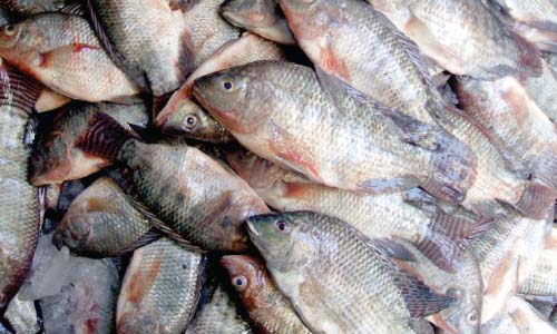 التموين: استمرار بيع الأسماك بأسعار مخفضة.. البلطى الطازج بـ21 جنيها.. وضخ 30 طناً يوميا فى المجمعات