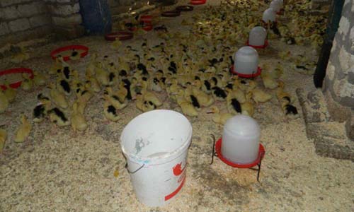 200 مزرعة دواجن تنهى البطالة بـ«كوم بوها»