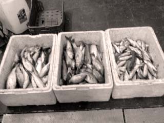 أيام «الجر دول» تفيض بـ«الدنيس والوقار والسيبيا» فى بورسعيد