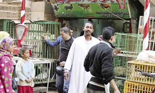 «البرازيلى» و«الأوكرانى» وراءتراجع أسعار «الفراخ» الفيومى