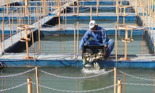 استراتيجية جديدة فى قطاع الثروة السمكية للحد من الاستيراد