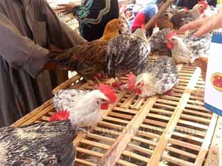 «بيطرى» الغربية والشرقية يواصل التصدى للأوبئة