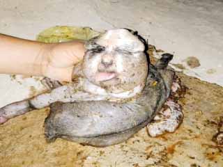 «معزة» بــ 5 أرجل ووجه بالفيوم